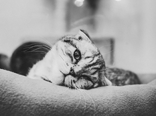 chat seul